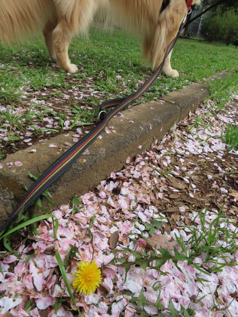 ファイル 8521-5.jpg