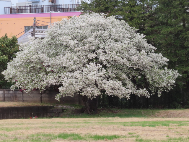 ファイル 8522-2.jpg