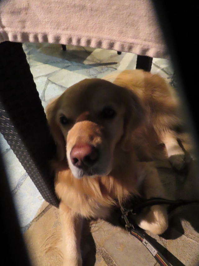 ファイル 8527-5.jpg