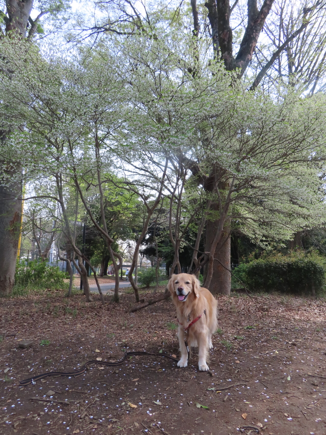 ファイル 8533-5.jpg