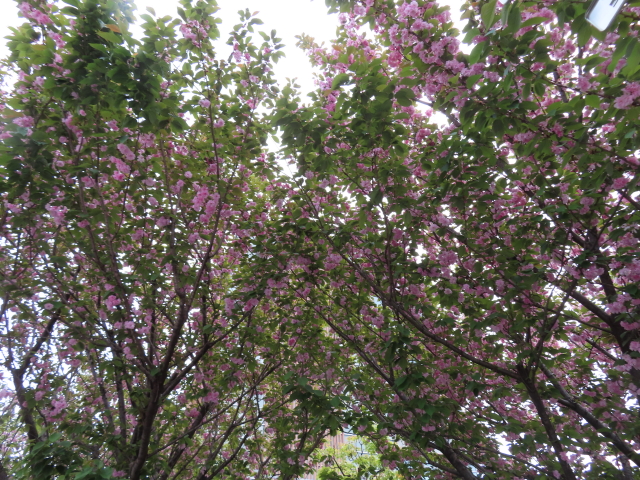 ファイル 8535-2.jpg