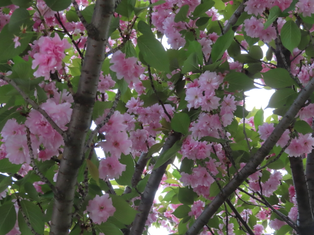 ファイル 8535-3.jpg