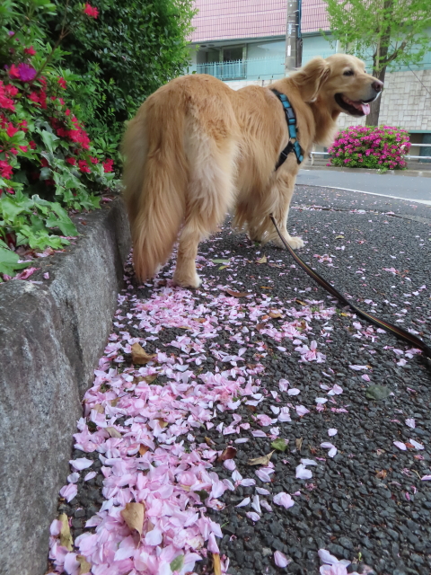 ファイル 8535-4.jpg