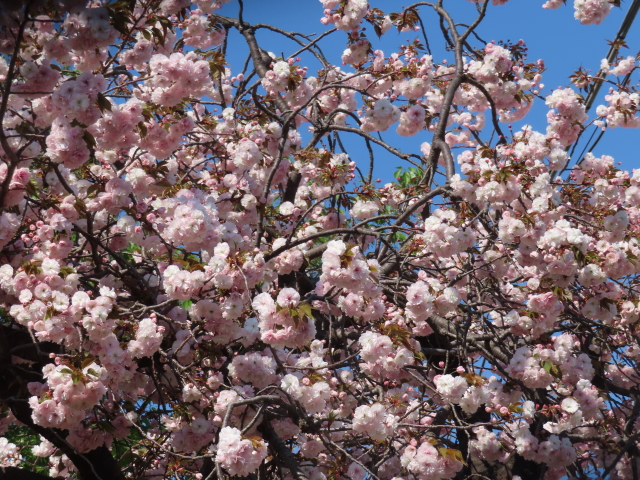 ファイル 8535-5.jpg