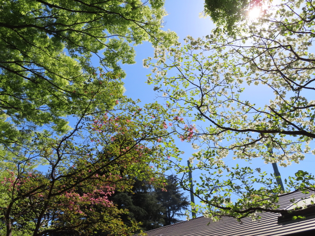 ファイル 8537-4.jpg