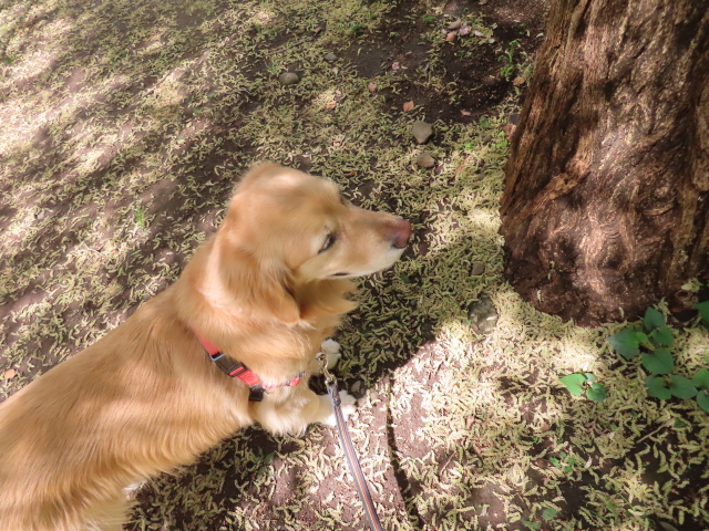 ファイル 8540-2.jpg