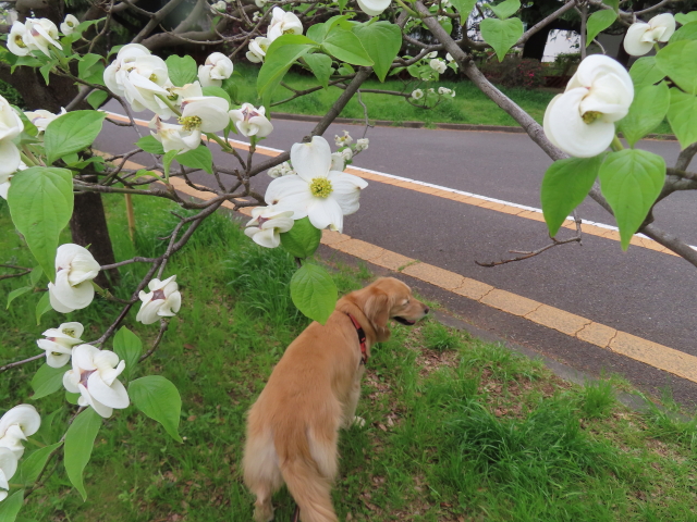 ファイル 8545-2.jpg