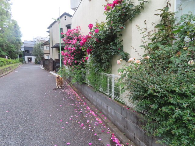 ファイル 8561-3.jpg