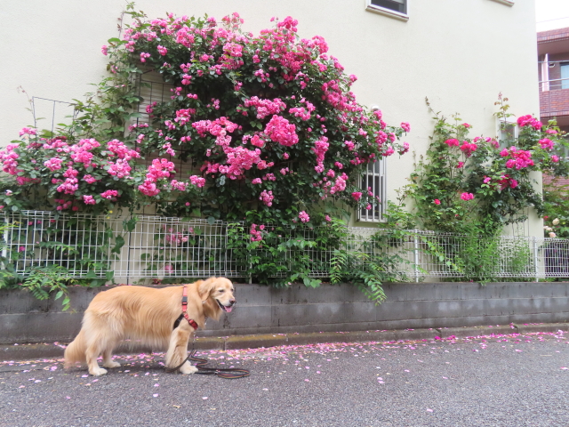 ファイル 8561-4.jpg