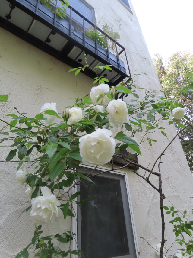 ファイル 8561-5.jpg