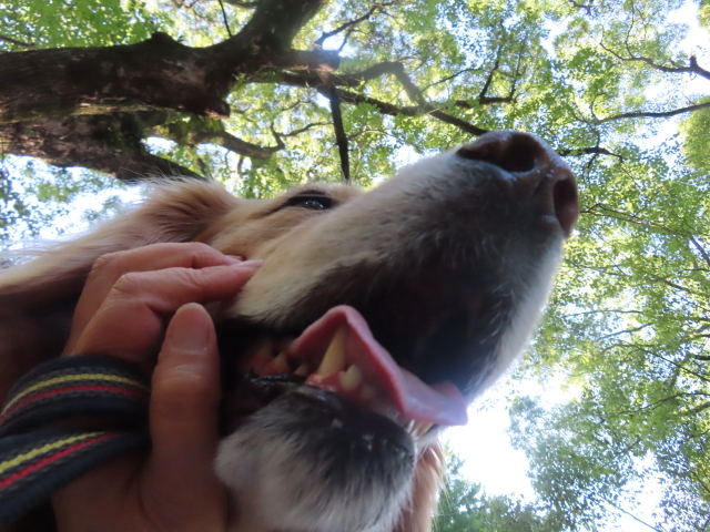 ファイル 8568-3.jpg