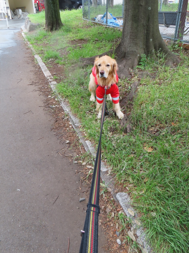 ファイル 8569-1.jpg