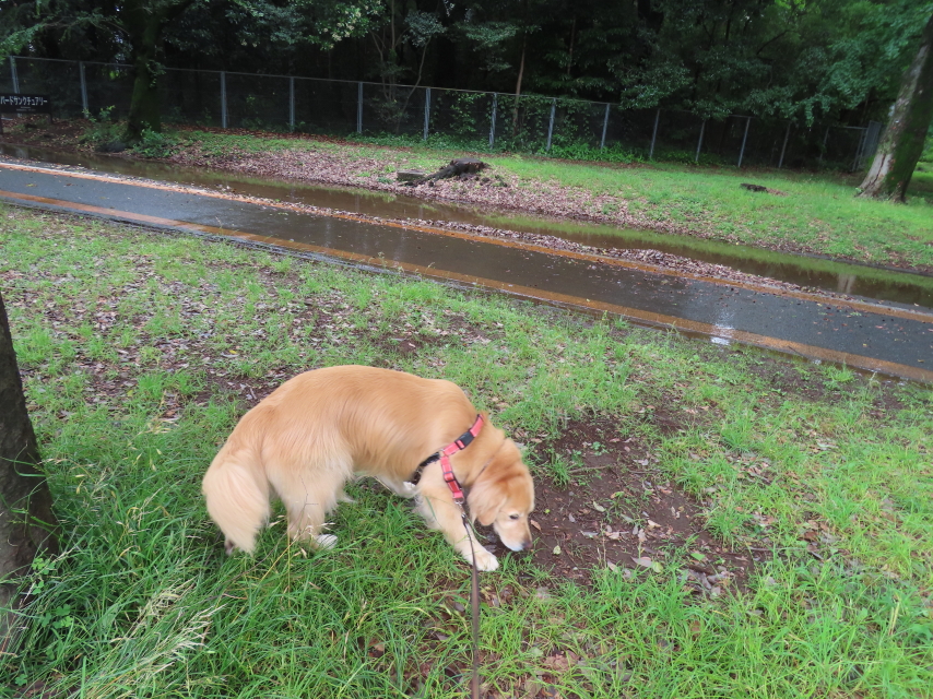 ファイル 8571-2.jpg