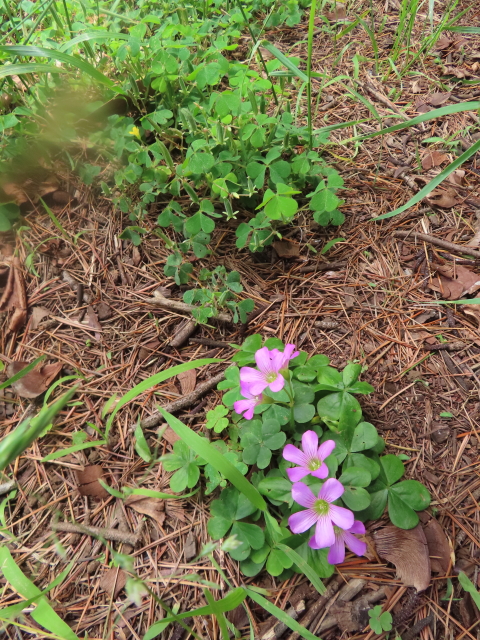 ファイル 8572-4.jpg