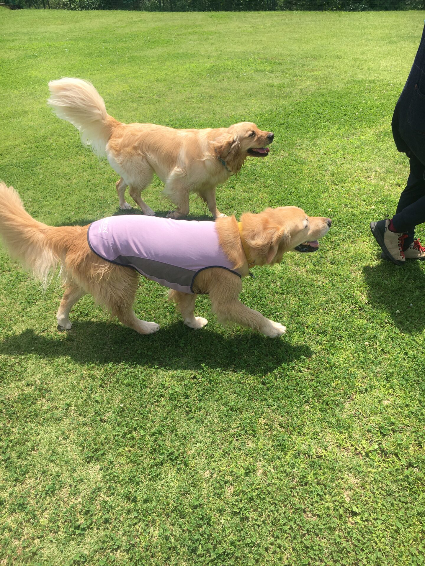 ファイル 8574-1.jpeg