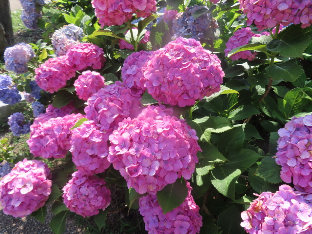 ファイル 8589-4.jpg