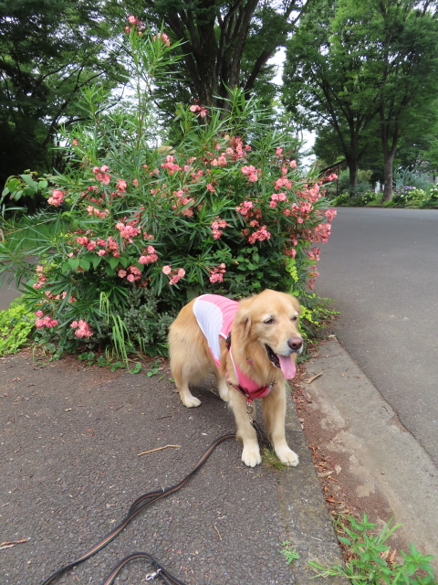 ファイル 8590-2.jpg