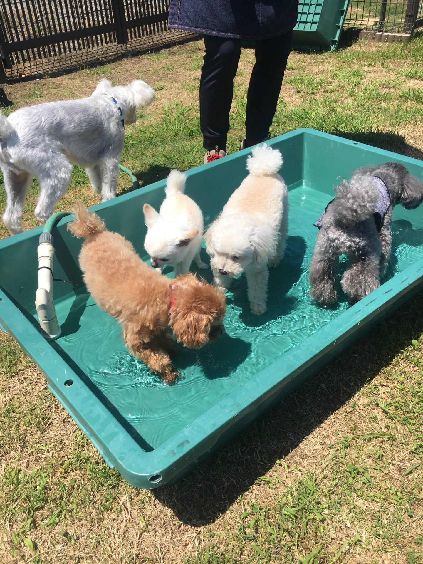 ファイル 8595-5.jpeg