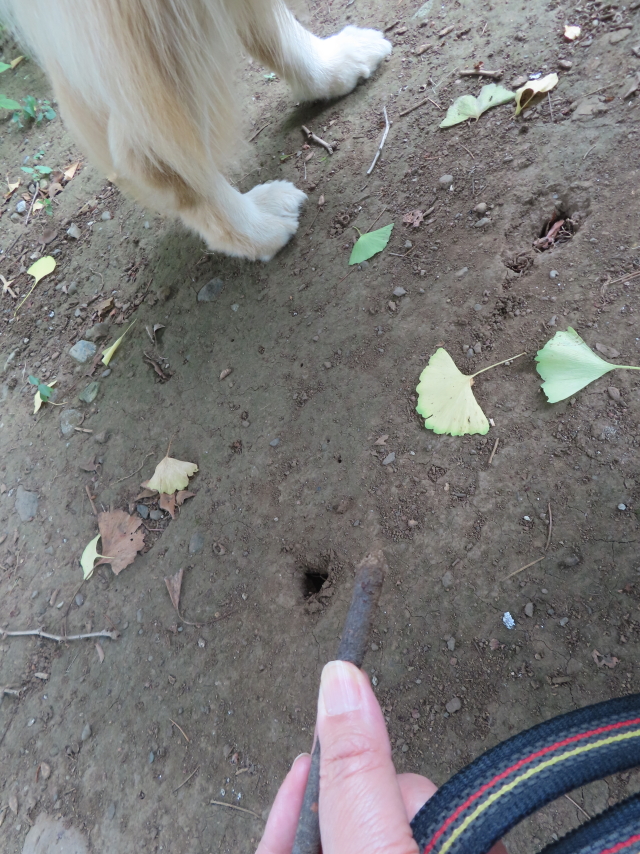 ファイル 8602-2.jpg