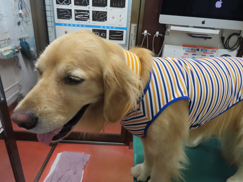 ファイル 8603-1.jpg