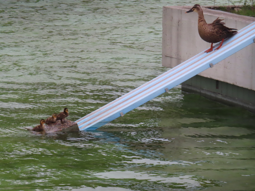 ファイル 8604-2.jpg