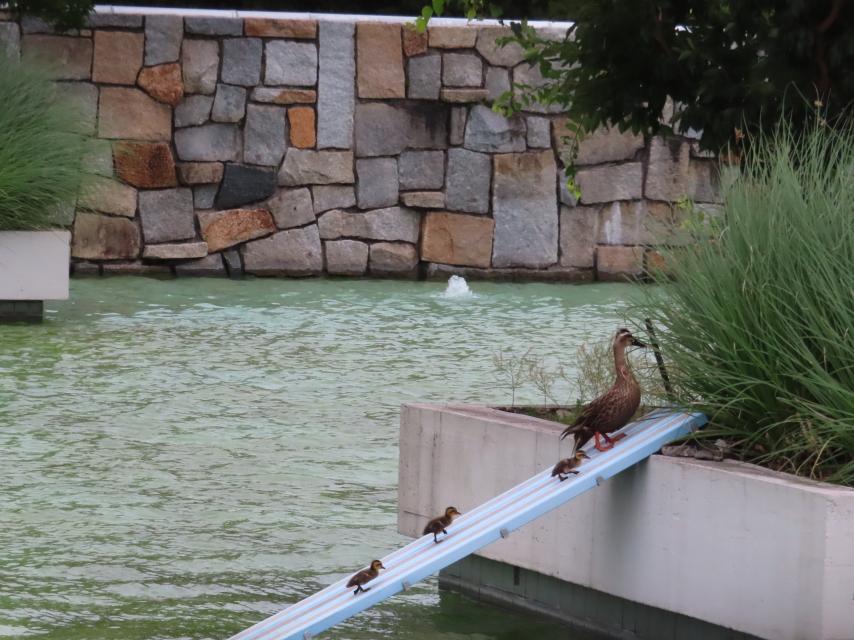 ファイル 8604-4.jpg