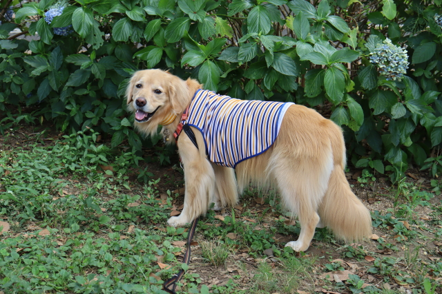 ファイル 8606-2.jpg