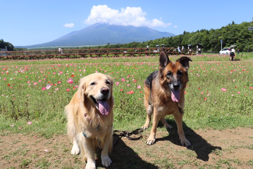 ファイル 8609-5.jpg