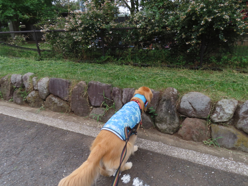 ファイル 8616-1.jpg