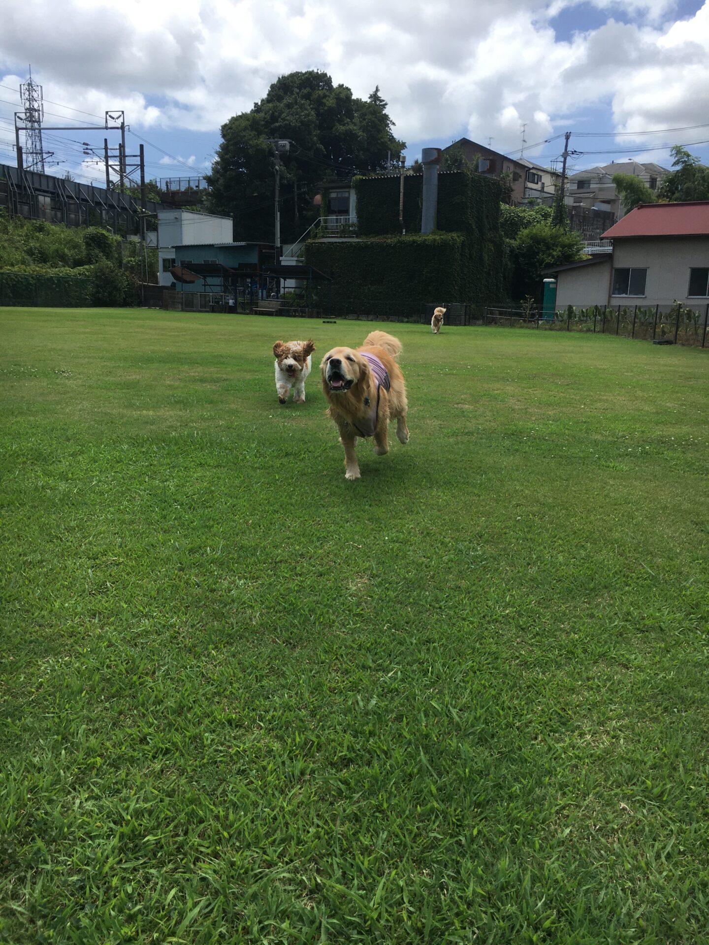 ファイル 8618-1.jpeg