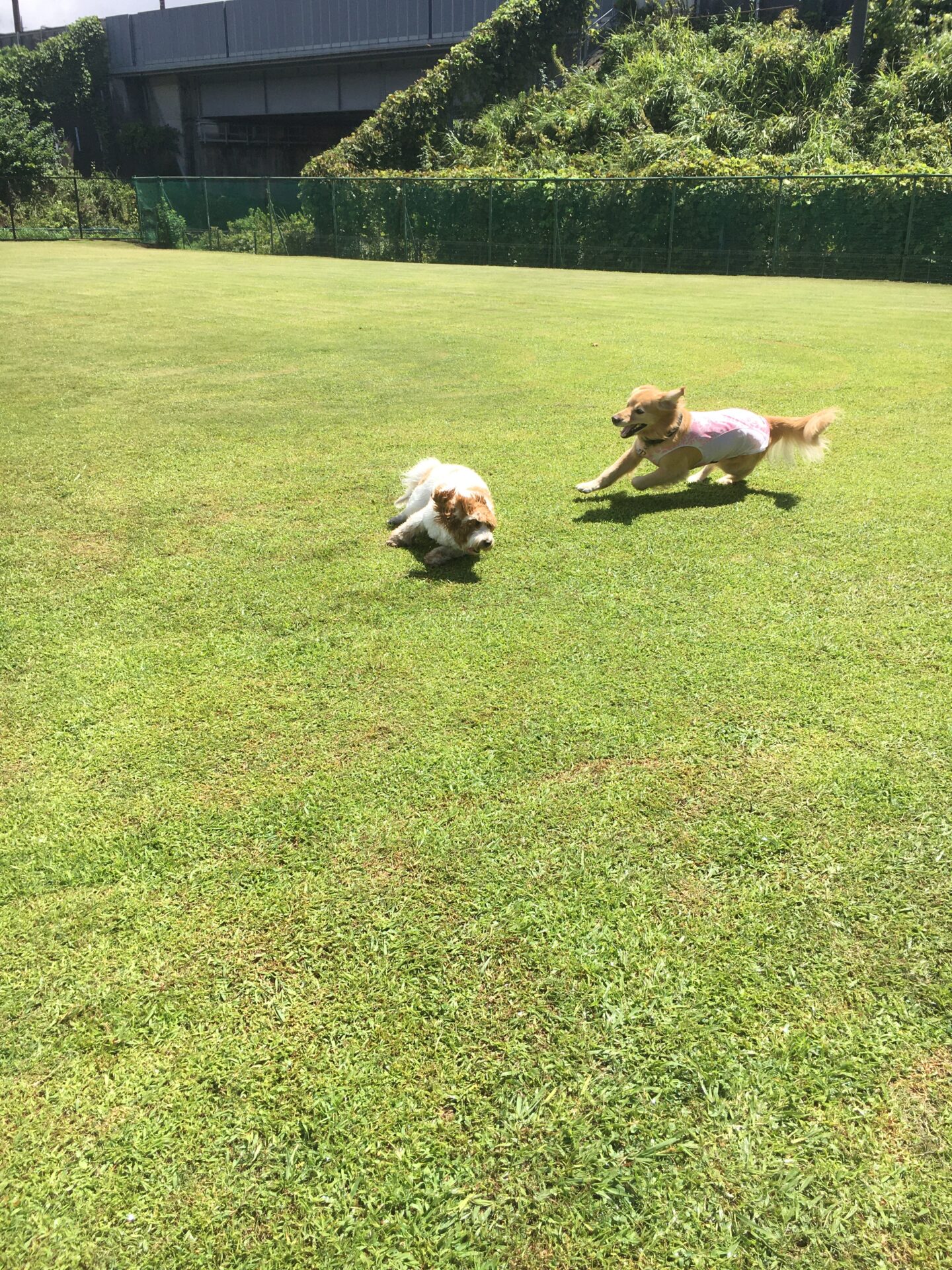 ファイル 8624-1.jpeg