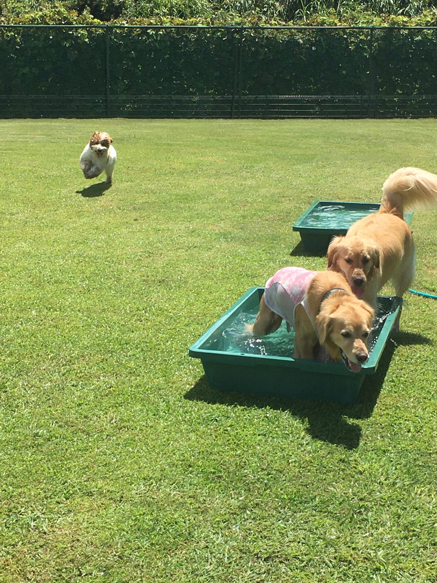 ファイル 8624-3.jpeg