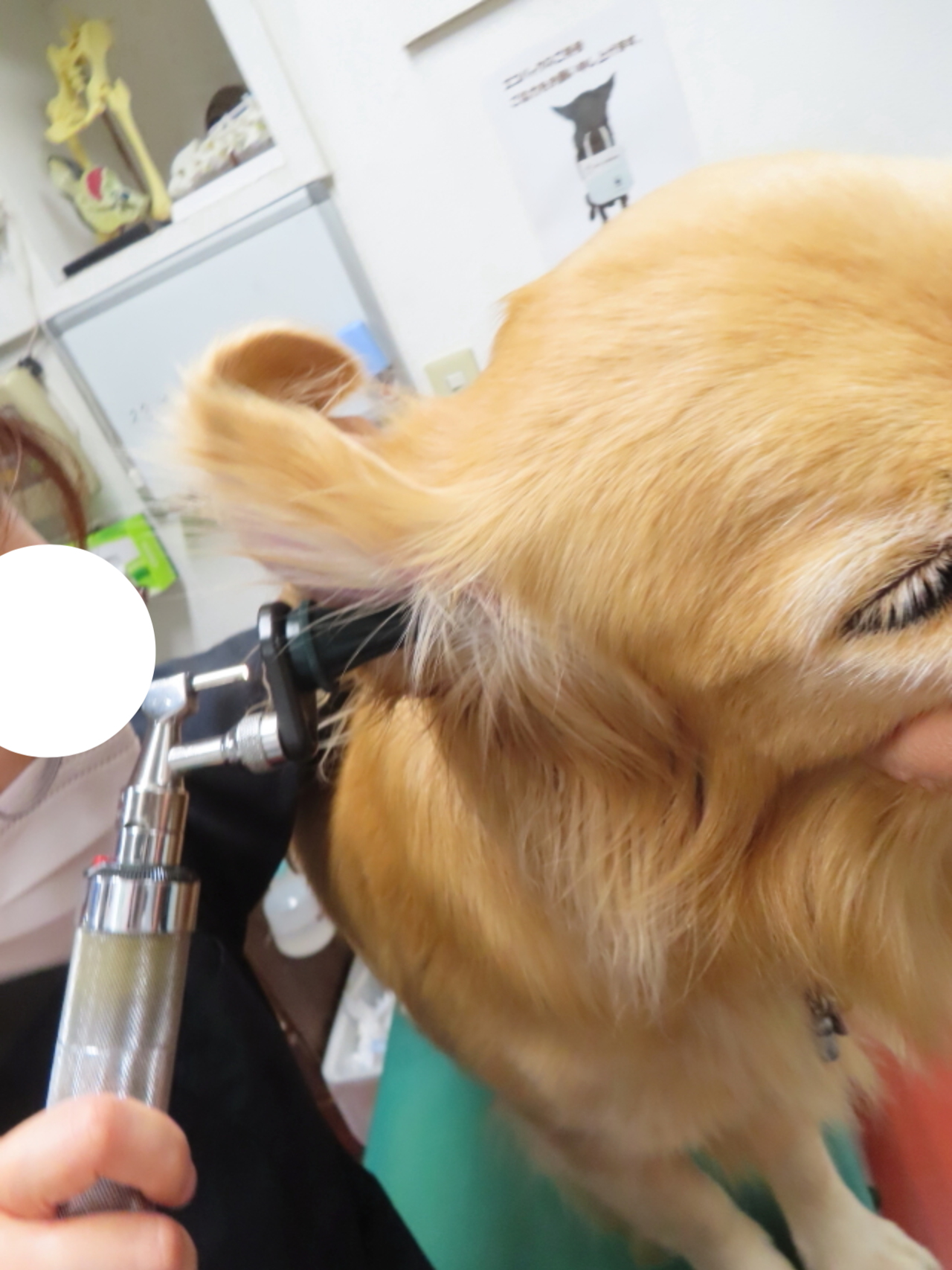 ファイル 8626-1.jpg