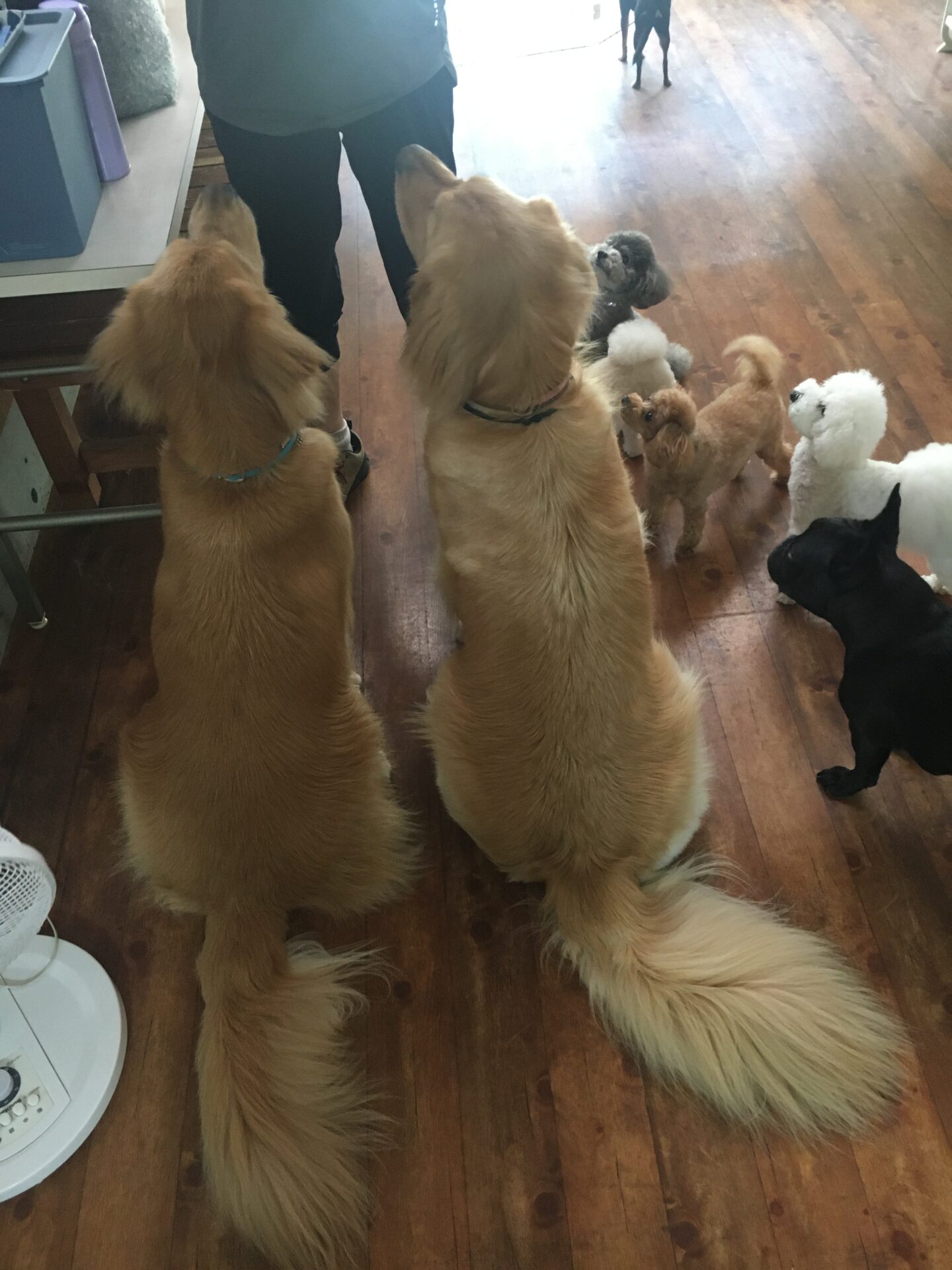 ファイル 8629-5.jpeg