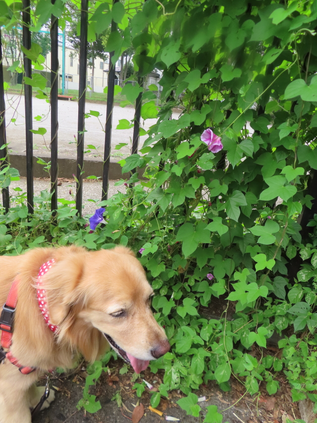 ファイル 8632-1.jpg