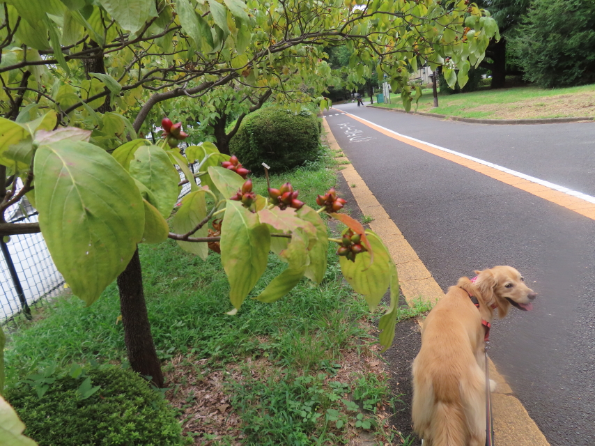 ファイル 8632-2.jpg