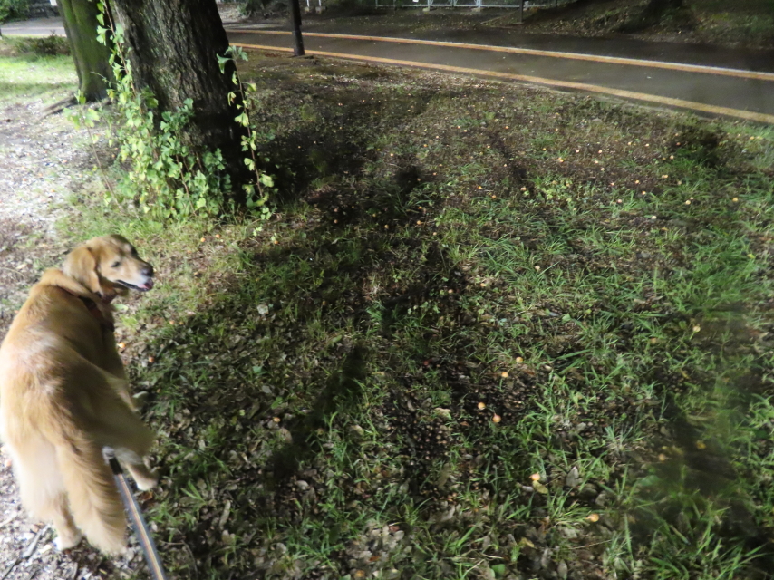 ファイル 8635-4.jpg