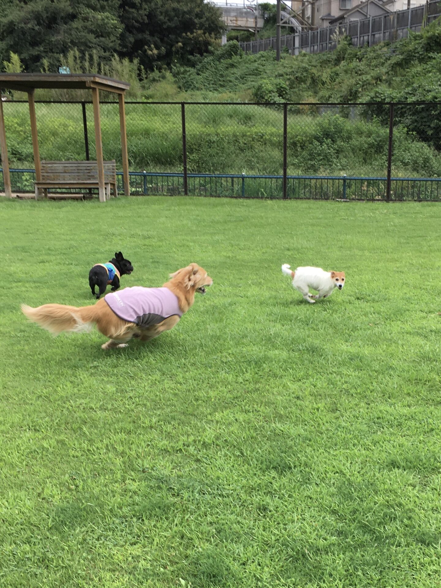 ファイル 8638-2.jpeg