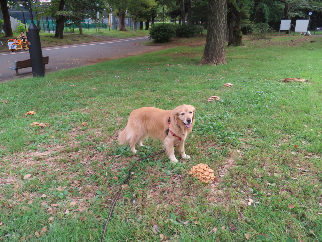 ファイル 8643-1.jpg