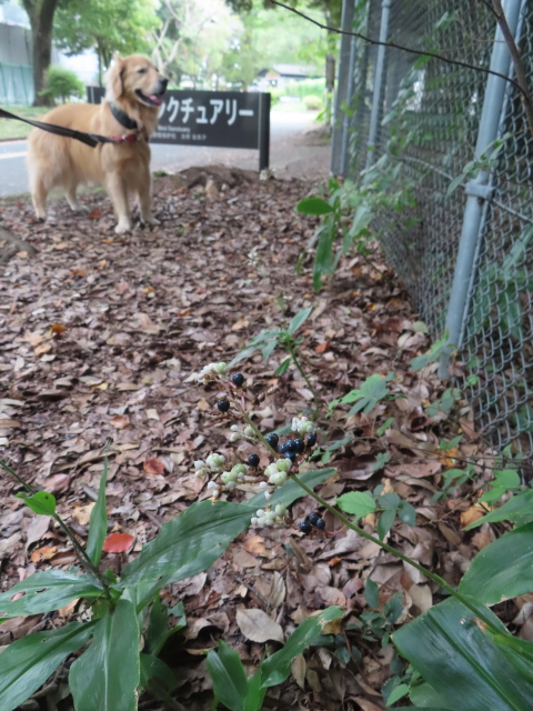 ファイル 8643-3.jpg