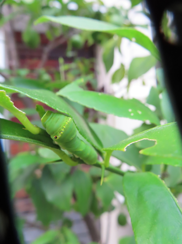 ファイル 8644-4.jpg