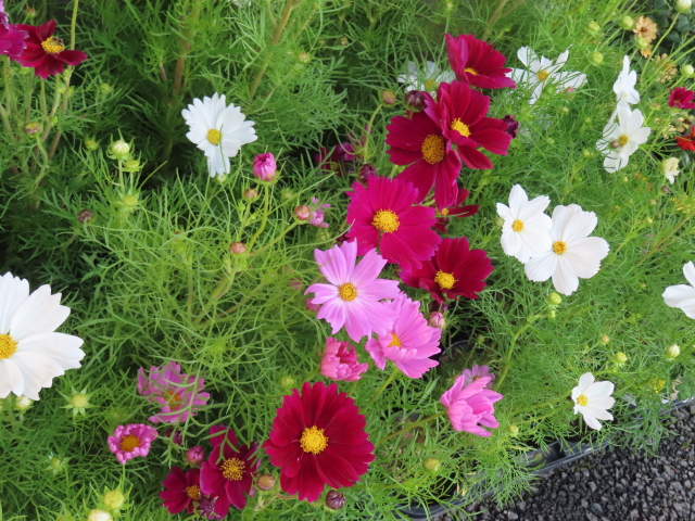 ファイル 8644-5.jpg