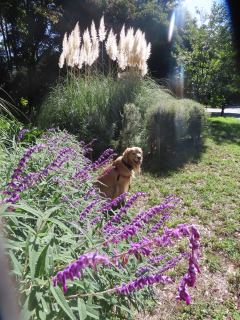 ファイル 8646-1.jpg