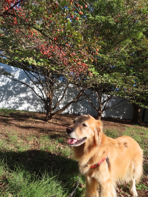 ファイル 8648-1.jpg