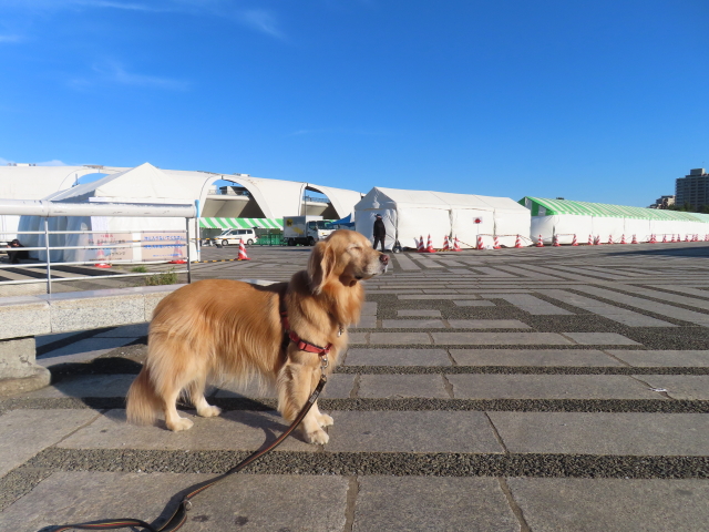 ファイル 8648-3.jpg