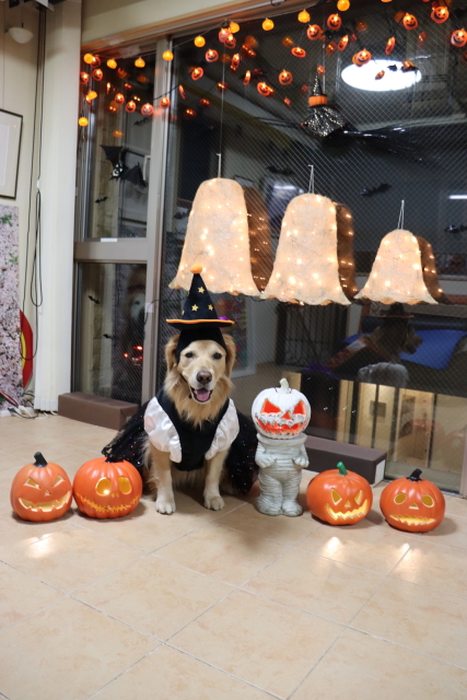 ファイル 8649-3.jpg