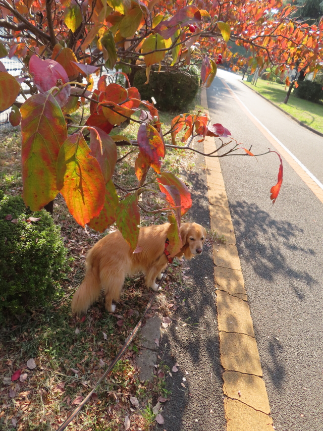 ファイル 8661-1.jpg