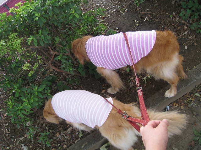 ファイル 867-1.jpg