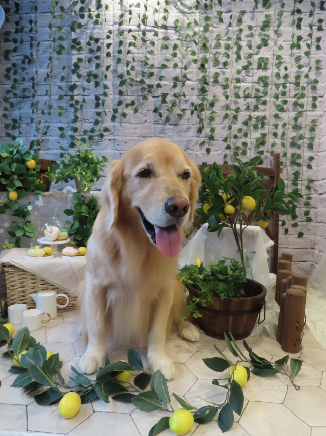 ファイル 8680-1.jpg