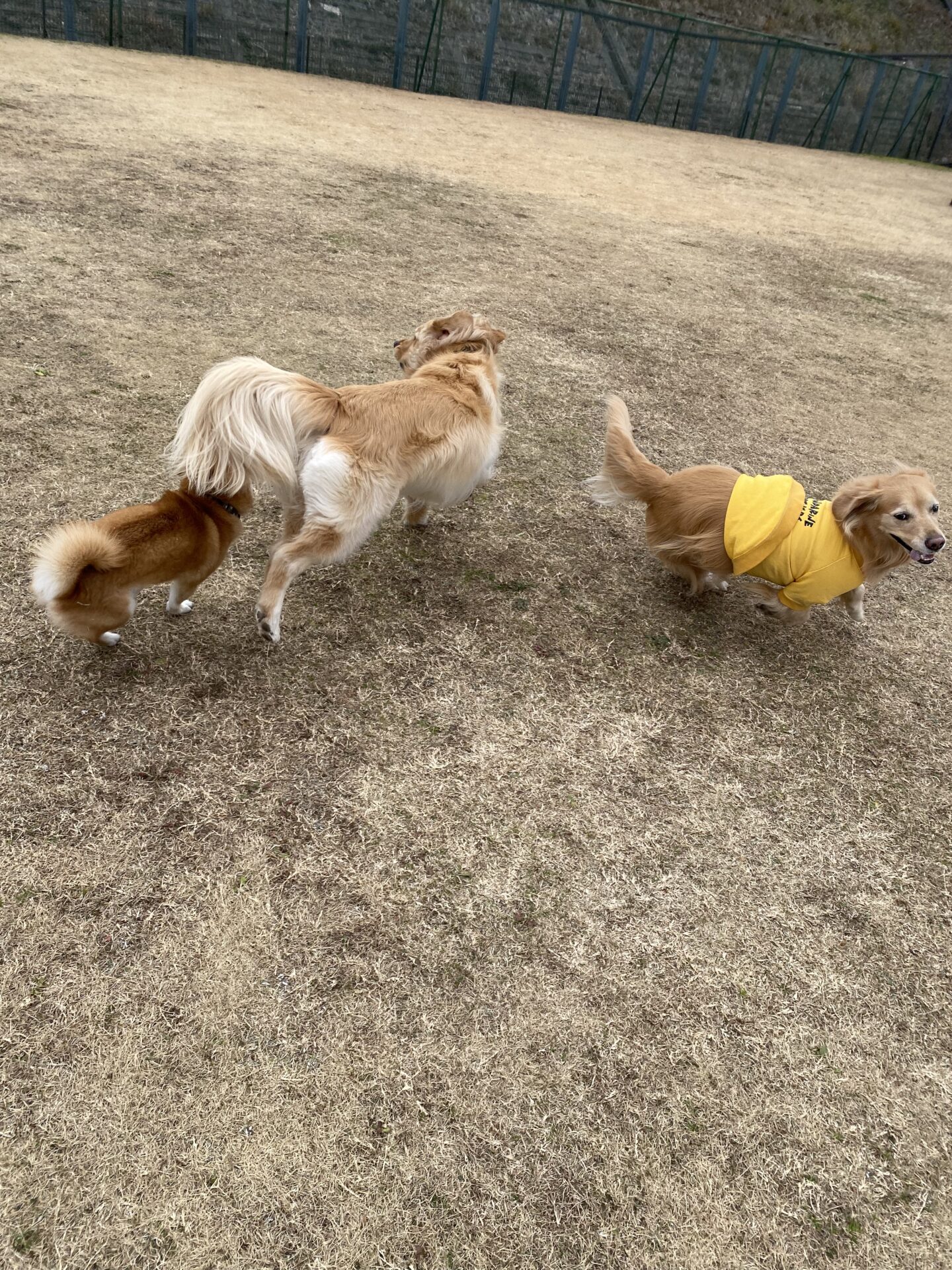 ファイル 8700-1.jpeg